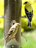 goldfinch couple