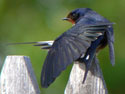 BarnSwallow