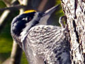 Black-backedWoodpecker