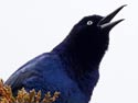 Boat-tailedGrackle