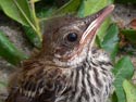 BrownThrasherBaby