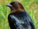 Brown-headedCowbird
