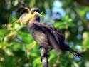 CommonYellowthroatFeedingCowbird