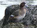 GreaterScaup