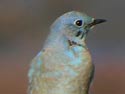 MountainBluebird