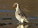 NorthernPintail