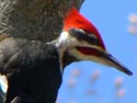 PileatedWoodpecker