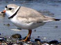 PipingPlover