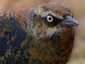 RustyBlackbird