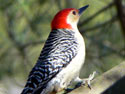 Red-belliedwoodpecker