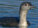 Red-throatedLoon