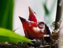Red-wingedBlackbirdNestlings
