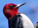 Red-HeadedWoodpecker