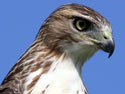 Red-TailedHawk