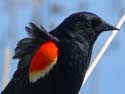 Red-wingedBlackbird
