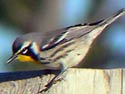 Yellow-ThroatedWarbler</a