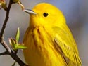 YellowWarbler